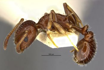 Media type: image;   Entomology 16371 Aspect: habitus lateral